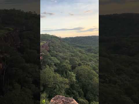 Arara voando em Serranópolis-GO