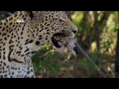 Savage Kingdom - El leopardo Saba