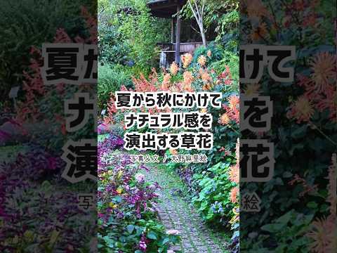 黄色のクロッカス 多年生植物 花 球根 秋のプランターが9月に植える