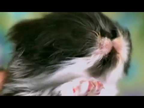 MACA SE KUPA I FENIRA/Cute Persian Kitten Bath/Persijske mace #cutekittens#kittenbath#persijskemacke
