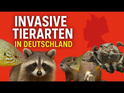 Invasive species in Germany - raccoons, nutria, signal crayfish What impact?