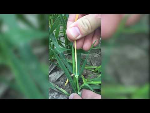 Brachfliege im Winterweizen - Schaden erkennen bzw. vorbeugen