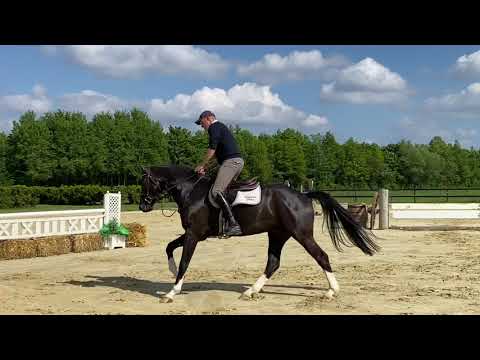 * SOLD *6yo gelding by Bellini Royal, placed up to 1.20m