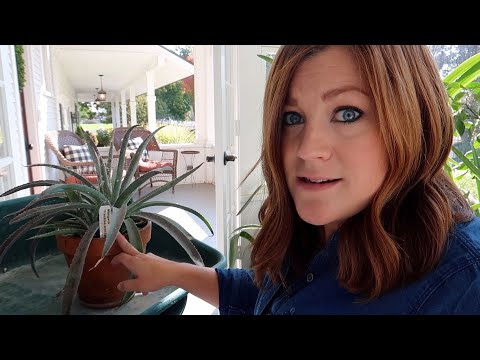 Taking Care of a BAD Mealybug Infestation! 😝🤦‍♀️ // Garden Answer