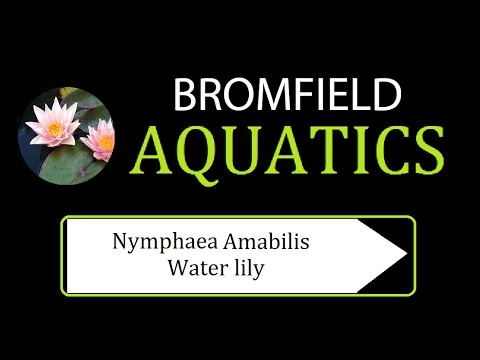 Nymphaea Amabilis water lily aquatic pond plant