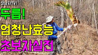 엄청난 효능 ~봄에 꼭 먹어야 ~ 초보자 실전 산행 봄나물 보약 두릅! 당뇨 항암 신장 위장 정력 산남자 약…