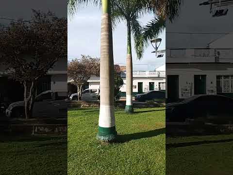 Parque de Guadalupe Santander #viral #viralvideo #video #viralshort #viralvideos #viralvideos #cute