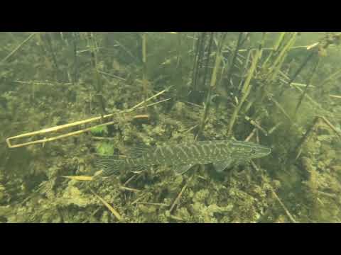 Sekmadienis lydekaitės