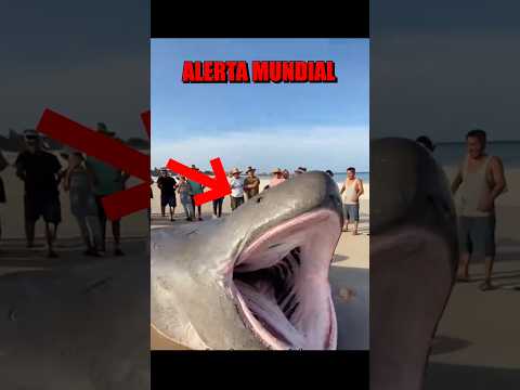 Alerta MUNDIAL 🚨 URGENTE! ‼️