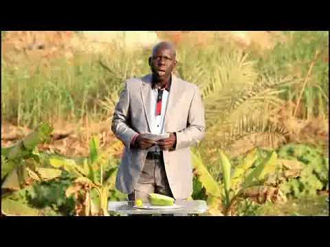 Sen wer gi yaram 373: Secrets about papaya