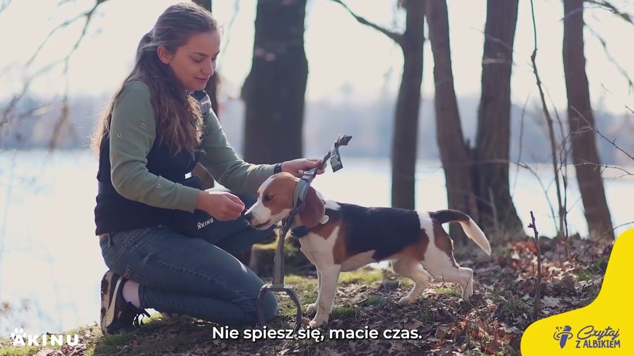 Jak nauczyć psa ZAKŁADANIA SZELEK