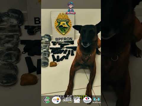 APREENSÃO PESADA EM GUAÍRA! CÃO OLLIE AJUDOU A DESCOBRIR DROGA E ARMAS EM ÔNIBUS INTERESTADUAL