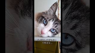 TikTokで話題の花子ファミリー🐾可愛い姿をショート動画でどんどん更新中♡チャンネル登録＆コメントで応援してもらえると嬉しいです🐱#猫#野良猫#保護猫#赤ちゃん猫#日常#癒し#母猫#cat