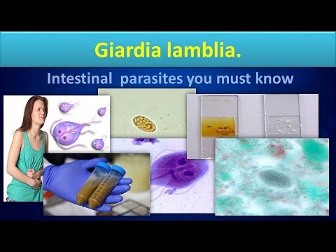 Gyógyszer a paraziták baktériumából
