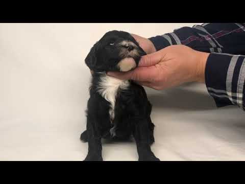 Female Aussiedoodle