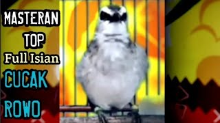 Download lagu masteran trucukan full isian cucak Rowo durasi panjang 1 jam mp3 Download lagu masteran trucukan full isian cucak Rowo durasi panjang 1 jam mp3