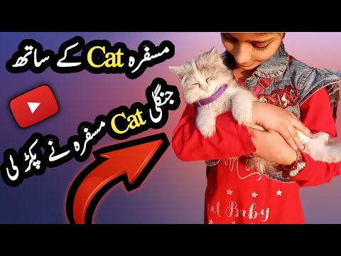 Musfirah Kitten K Sath | Kitten Enjoy | Vlog | Kids | Cat Cute | Innocent Kitten | Animals