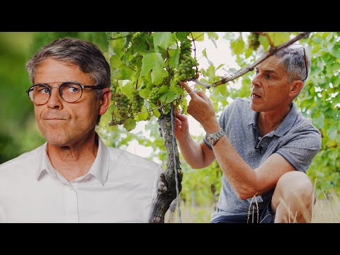Tout Comprendre sur la Vigne (Origine, Taille, Culture,...)