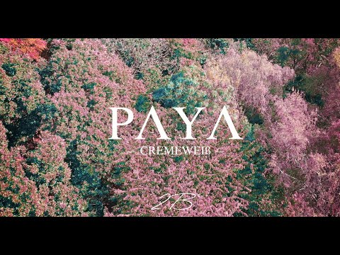 PAYA ~ CREME WEIß (prod. by Unsaid)