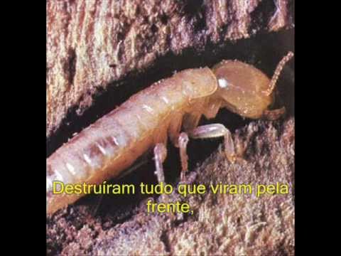Os Cupins Vão Atacar - Entomologia Biotec UFGD
