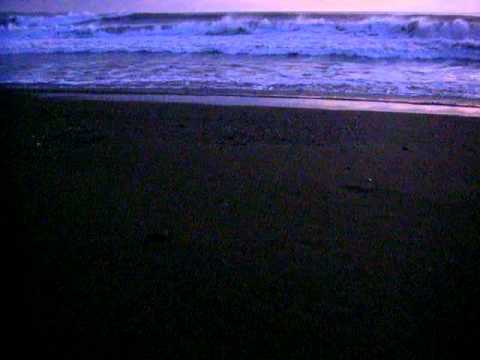 schluepfende Schildkroeten - Playa Marlena - Panama