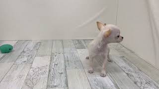 チワワ（スムース）の動画01