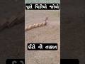 Akkr Chakkar Jiger Ni Jeet Jiger Thakor Film Video Song Funny Youtubeshorts Comedyfilms
