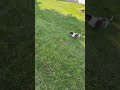 Miniature Dachshund dogs for sale: Claire - Video 1