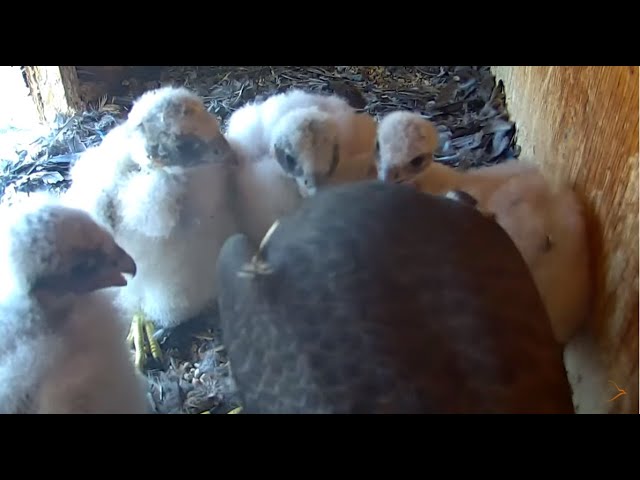 Live webcam view of Peregrine Falcon Nest in Manchester