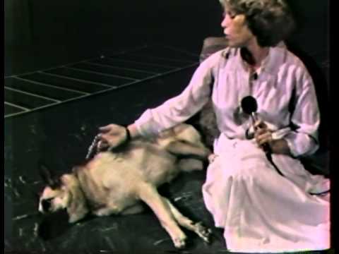 Dogs to star at Shakespeare Fest 1980