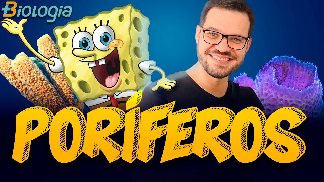 Poríferos - Filo Porifera em Mais Biologia com Roger Maia (Ensino Médio - ENEM, coanócitos)