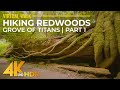4K HDR Virtual Walk In Redwoods Highest Trees Forest Sounds Hiking Grove Of Titans Trail 1