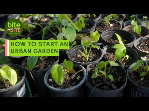 How to Start an Urban Garden | Bite by Bite: Sustainable Eats