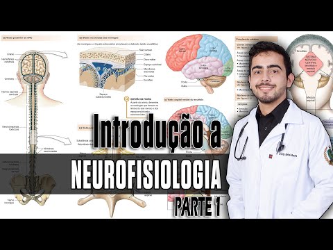 Physiology - CNS Organization, Synapses, and Neurotransmitters (Chapter 46/45) PART 1 │ GUYTON