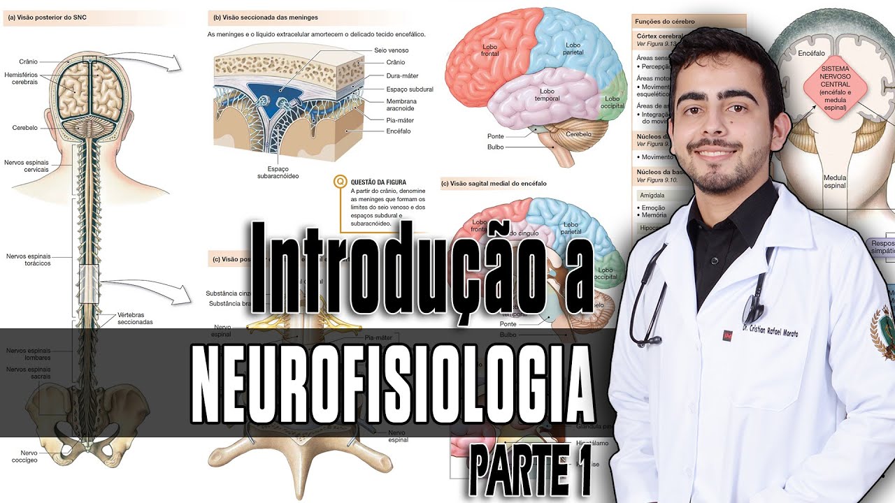Fisiologia - Organização do SNC, Sinapses e Neurotransmissores (Capítulo 46/45) PARTE 1 │ GUYTON