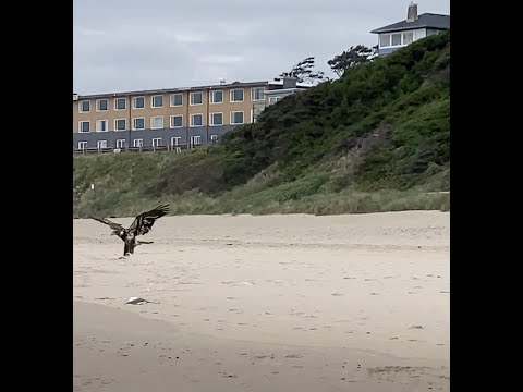 Golden Eagle eats Seagull