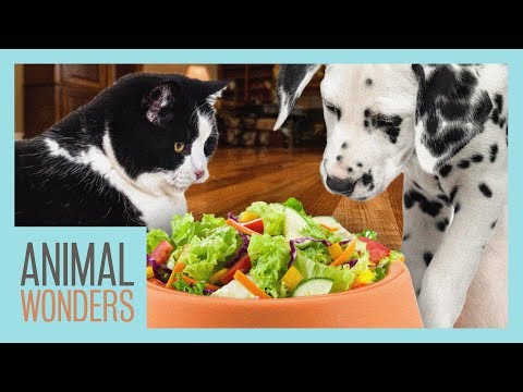 Is A Vegan Diet Bad For Dogs And Cats?