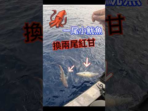 神奇！一隻小魷魚換兩尾大魚！#活餌 #小魚換大魚 #釣魚