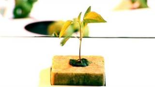How To Prepare An Hydroponic Garden