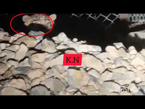 Leopard seen inside water supply scheme at NESBAL SUMBAL by PHE STAFF there. ||@kashmirnews1.9