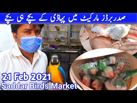 Saddar Sunday Birds Market | Latest Parrots Price Update 21-2-2021 | Urdu/Hindi