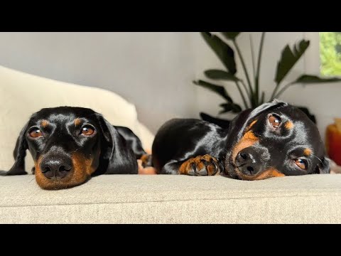 2 mini Dachshunds home alone. How do they react when we leave?