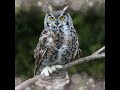 Suara Burung, Bird Song Great Horned Owl (Bubo virginianus) Hidup di Alam Liar #Shorts