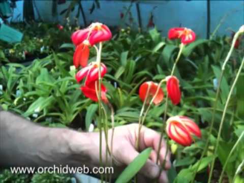 OrchidWeb - Masdevallia ignea