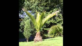 preview picture of video 'Bicton Park Botanical Gardens - Devon - Photos'