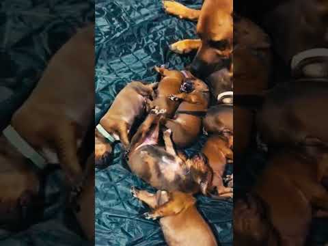 Rhodesian Ridgeback puppy for sale