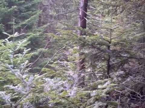 Pohorski gozd / Pohorje Forest