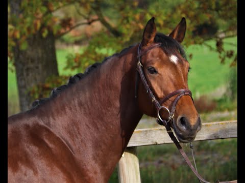 Lajana von Worrenberg, Holst, geb. 2018, 163 cm, Karajan x Caretino, tolle Allrounderin für mehr!