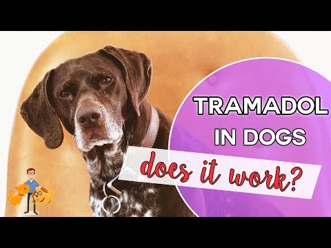 Tramadol: an effective pain killer for pets?