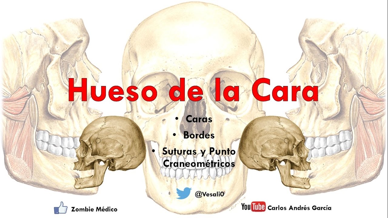 Anatomía -  Huesos de la Cara (Malar Cornete Inferior Palatino Huesos Propios de la Nariz Vómer)